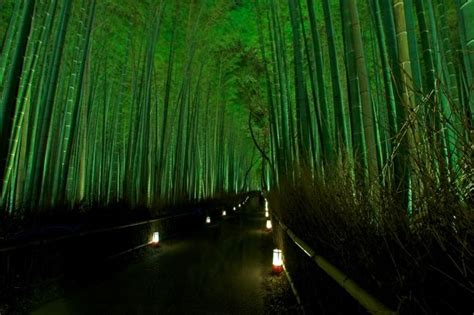 Bamboo Groves Sagano Kyoto Japan Kyoto Japan Kyoto Night Forest