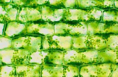 Cell suspension cultures of triticum monococcum, triticiam aestivum, glycine max, melilotus alba, and haplopappus gracilis, were examined to determine. Plant cell under the microscope | Plant cell images, Plant ...