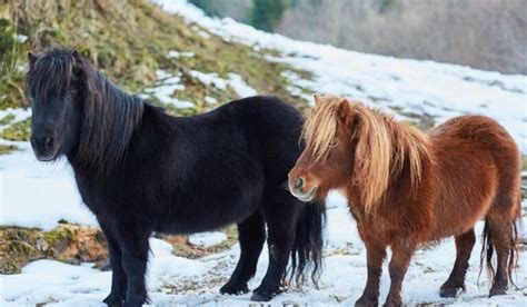 Shetland Pony Breed Profile Helpful Horse Hints