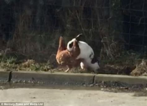 Randy Rabbit Is Caught Trying His Luck With A Hen Daily Mail Online