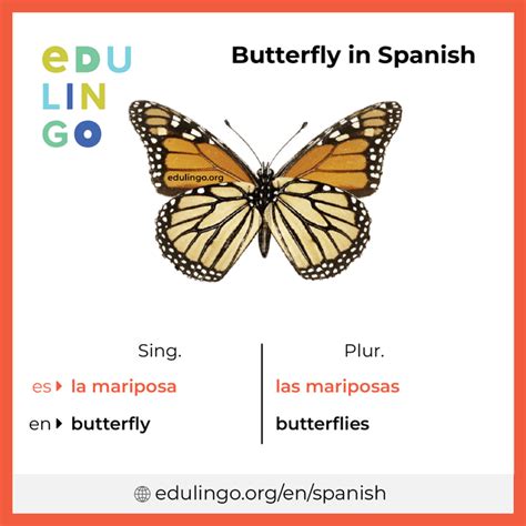 butterfly in spanish writing and pronunciation with pictures