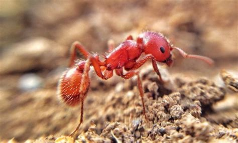 Red Imported Fire Ants Archives Texas Hill Country