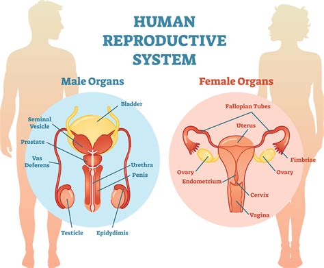 Types Of Animal Reproductive System Design Talk