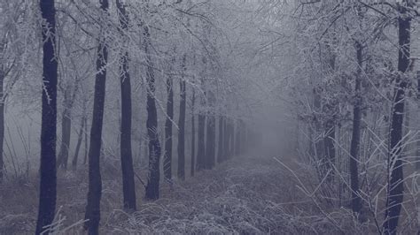 Download Wallpaper 3840x2160 Fog Forest Frost Branches Trees Grass
