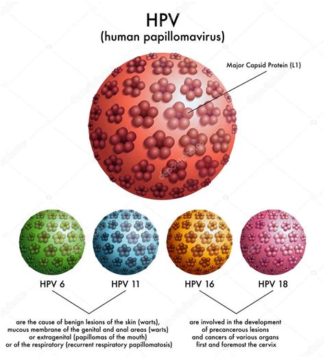 Virus Del Papiloma Humano Vector De Stock De Rob