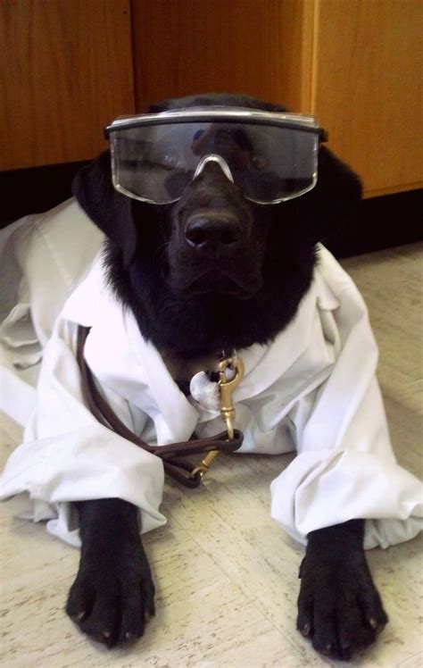 Lab Safety Lab Puppies Dog Halloween Costumes Dog Costume