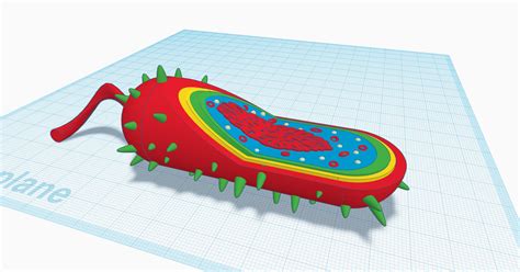 Prokaryote Cell Model By Amiiglows Download Free Stl Model