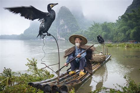 Cormorant Fisherman On Li River Improve Photography Guangxi