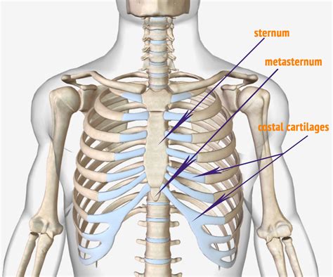 Rib cage pain on both sides may be sharp, dull, or achy and felt at or below the chest or above the navel on either side. Pin on rib pain - dislocated rib