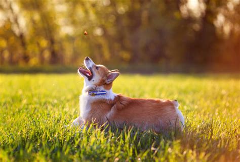 200 Dog Butterfly Nose Stock Photos Pictures And Royalty Free Images