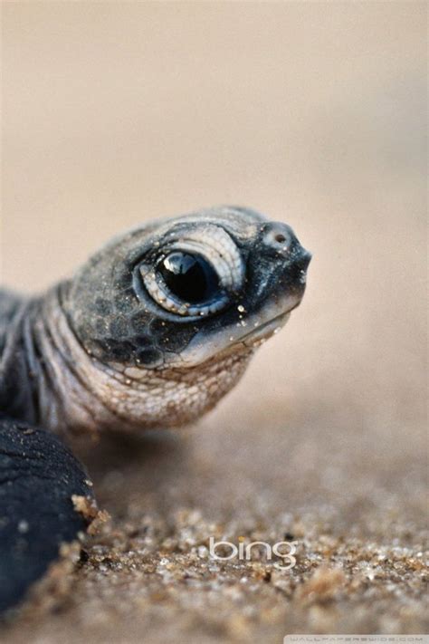 17 Best Ideas About Baby Turtles On Pinterest Cute Turtles Baby Sea