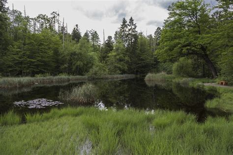 Free Images Tree Water Creek Marsh Wetlands Swamp Wilderness