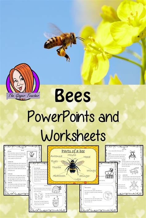 Bees - PowerPoint and Worksheets | Lessons for kids, Science lessons