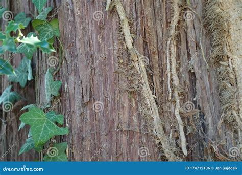 Bark Of Sequoia Tree Sequoiadendron Giganteum In Detail Stock Photo