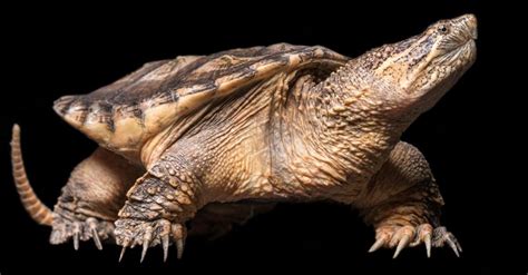 Box Turtle Vs Snapping Turtle What Are The Differences Wiki Point
