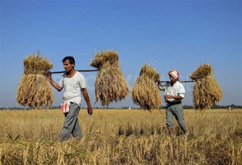 Farming In Bihar Pictures Farming Mania