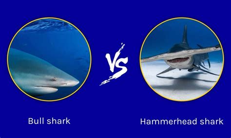 Bull Shark Vs Hammerhead Shark Key Differences Az Animals