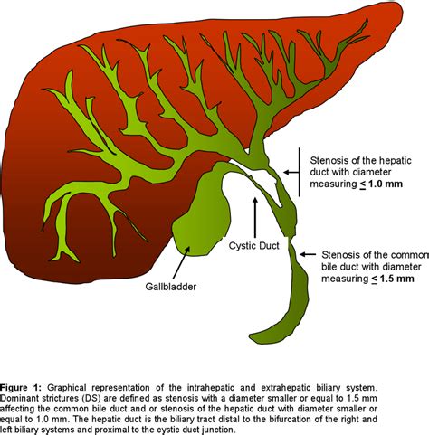 Biliary And Pancreatic Ducts