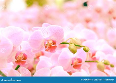 Pink Orchids Background Stock Photo Image Of Blur Drop 94563068