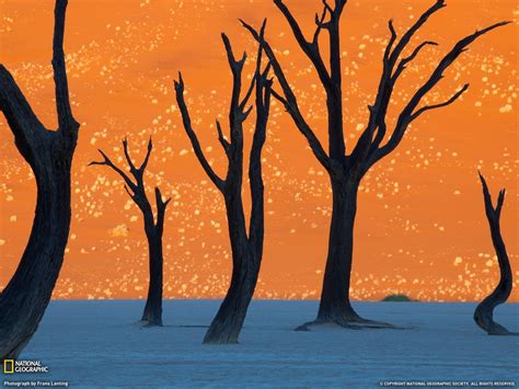 Camel Thorn Trees Silhouetted Against Sand Dunes In Namibia