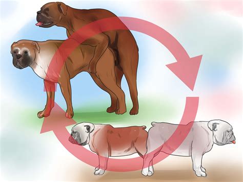 How To Get Dogs To Mate With Pictures Wikihow