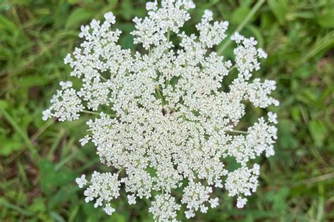 Giant Hogweed Vs Queen Annes Lace Az Animals