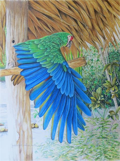 Macaw Mysite