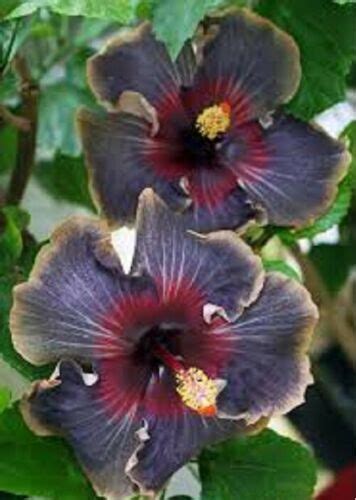 100 Black Hibiscus Seeds Hibiscus Rosa Sinensis Garden Flowers Seed Ebay