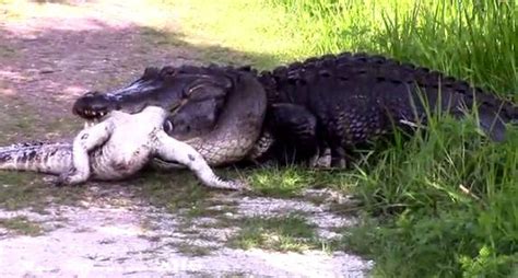 Huge Alligator On Floridas Circle B Bar Reserve Is Super Into Cannibalism