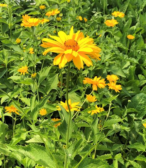 Buy False Sunflower Plants Heliopsis Stadler Nurseries