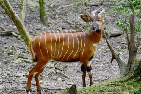 5 Fast Facts About Eastern Bongos Mental Floss
