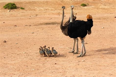 Things To Know About Ostriches The Largest Birds Travlean