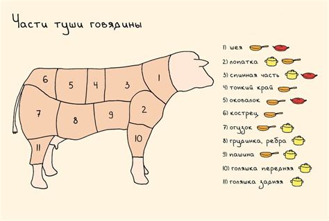 Сахарная кость у говядины какая часть туши фото 82 фото