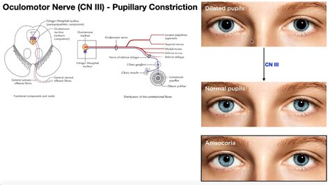 cranial nerve iii oculomotor nerve [part 2] origin structure pathway and function youtube