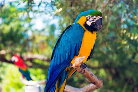 Bird Identification Common Blue Parrot Species