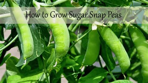 Growing Sugar Snap Peas In Your Spring Garden Eagle102