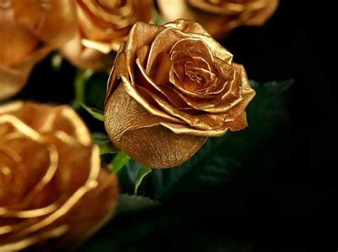 Gold Roses Wallpapers Top Free Gold Roses Backgrounds Wallpaperaccess