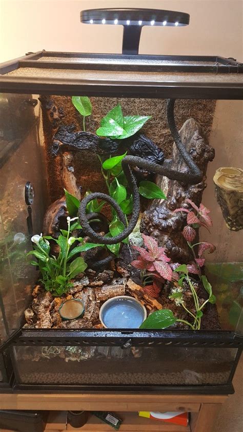 Crested Gecko Terrarium