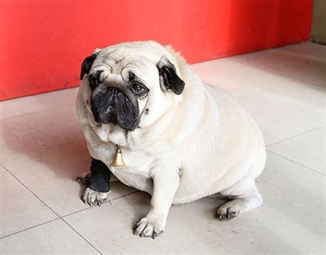 Mister cosmic — space soap (la soupe. Fat dog = unhappy dog + short life | Bangkok Post: learning