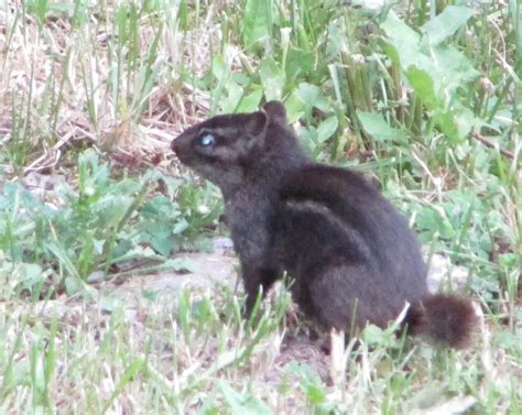 Black Chipmunks They Do Exist A Tremendous Home