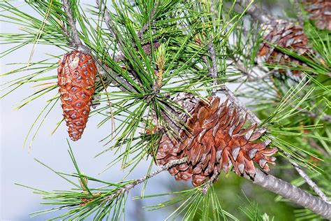 Pinus Halepensis Monaco Nature Encyclopedia