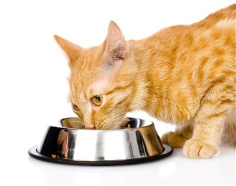 Being dense with nutrition, wheatgrass powder can strengthen the body during this period and supplement all the important vitamins and. Nutritional Yeast: A Secret Weapon to Get Finicky Cats to ...