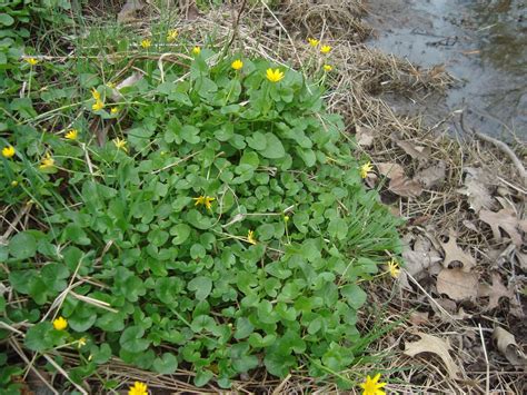 Identifying Common Weeds