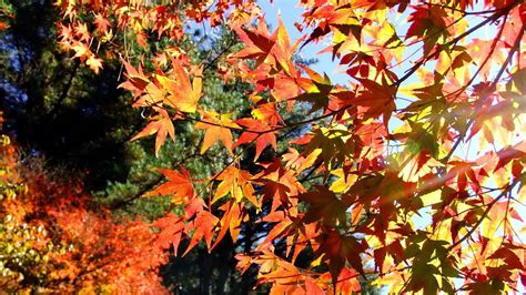 🥇 Autumn Season Leaves Sunlight Maple Leaf Branches Wallpaper 22829