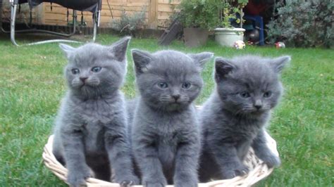 We bred silver bengals in the past, but now we took a break from breeding them. British Blue Shorthair Kittens for Sale | Hassocks, West ...