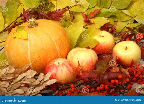 A Pumpkin And Apples Stock Image Image Of Foliage Harvest 21579255