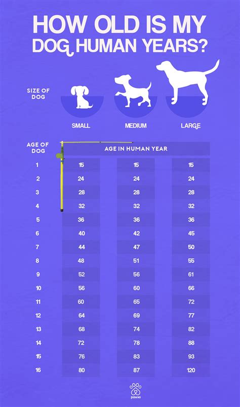An Info Sheet Showing How Old Is My Dog Human Years And What Age It Is