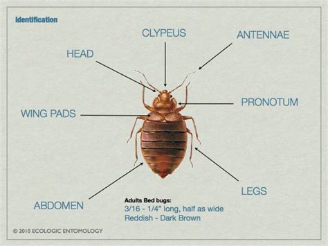 About Bed Bugs Boston Bed Bug Authority