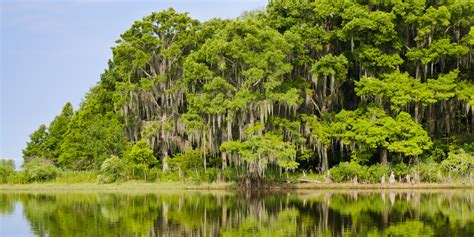 Everglades National Park Wildlife Tourism In Florida