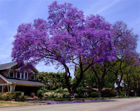 Maybe you would like to learn more about one of these? Fast growing shade trees, Shade trees, Jacaranda tree